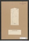 Diatomeae indet. Zeichnungen Sammlung Grunow Nr. 4484 (NHMW-BOT-W0372439)